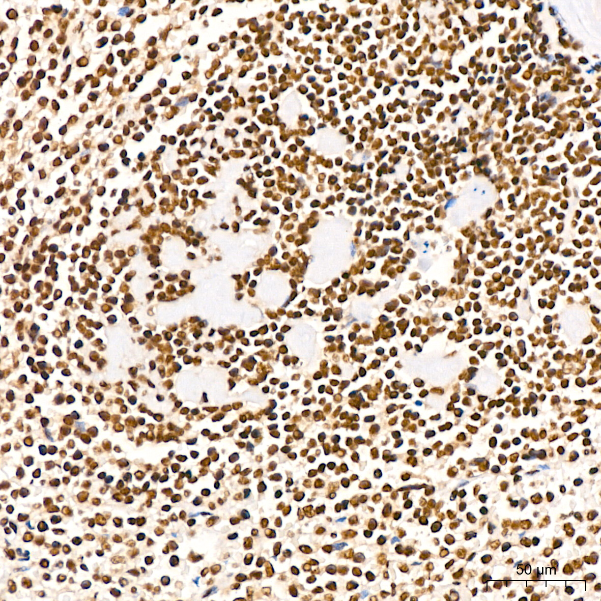 NUMA1 Rabbit Monoclonal Antibody - Image 4