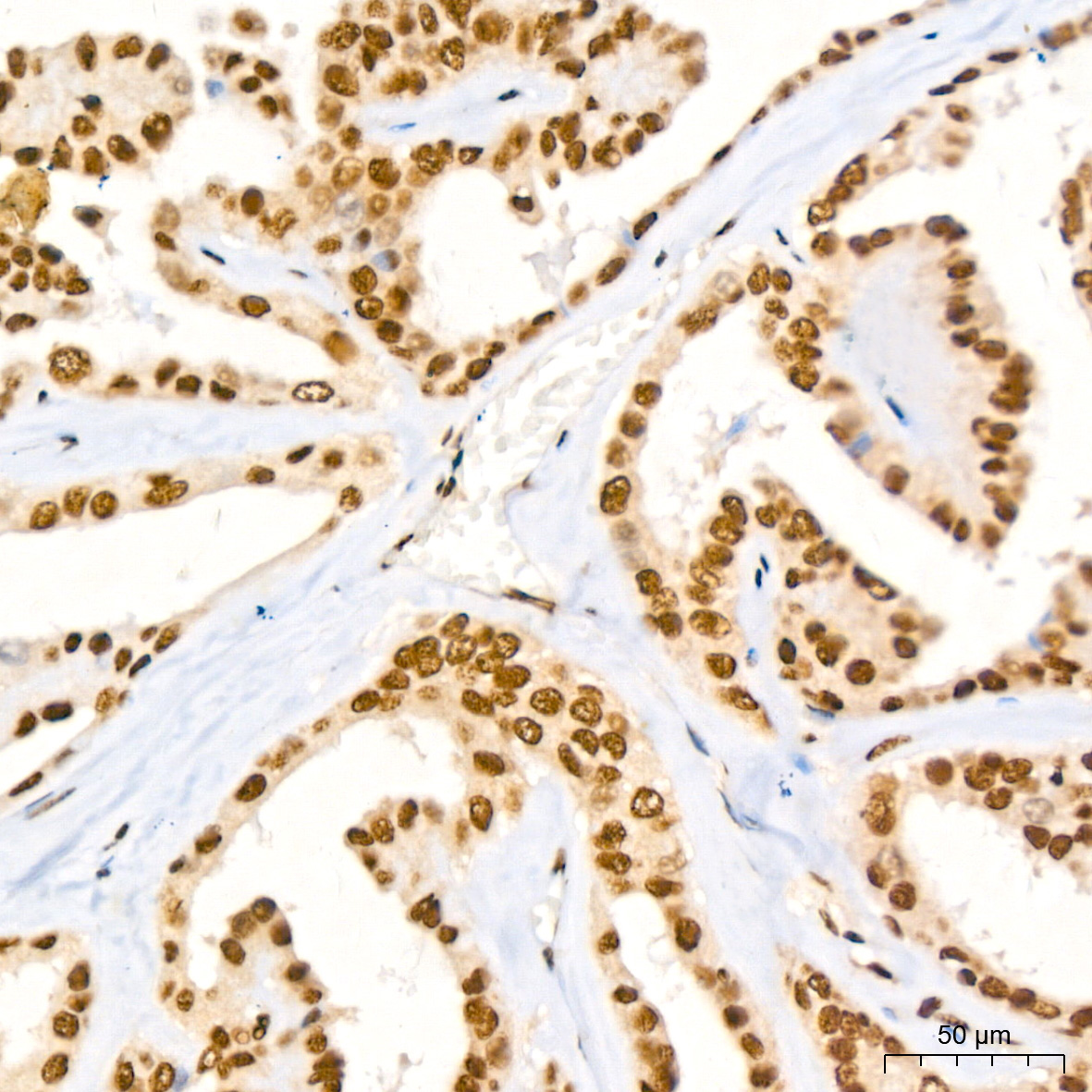 NUMA1 Rabbit Monoclonal Antibody - Image 5
