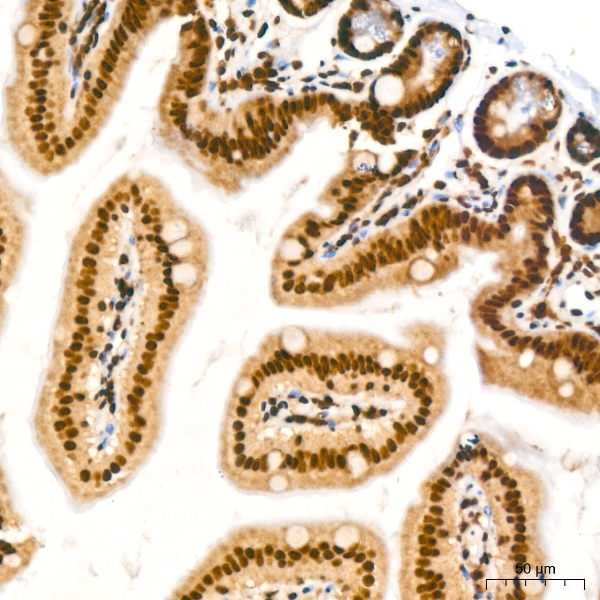 NUMA1 Rabbit Monoclonal Antibody - Image 6