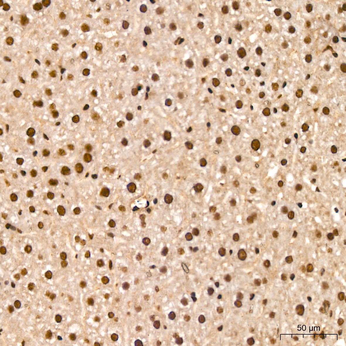 NUMA1 Rabbit Monoclonal Antibody - Image 7