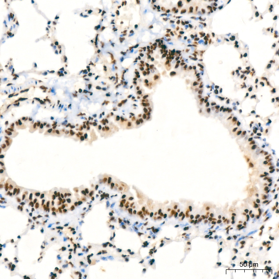 NUMA1 Rabbit Monoclonal Antibody - Image 8