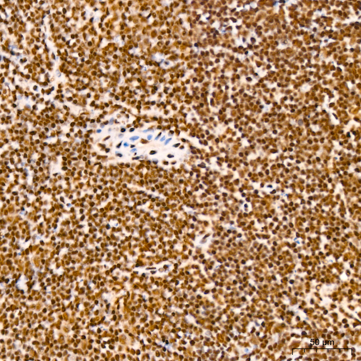 NUMA1 Rabbit Monoclonal Antibody - Image 9
