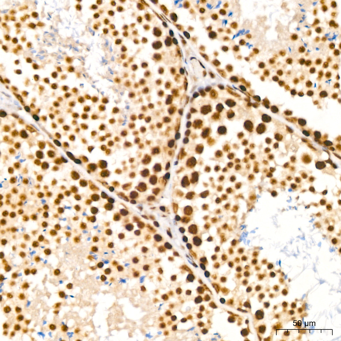 NUMA1 Rabbit Monoclonal Antibody - Image 10