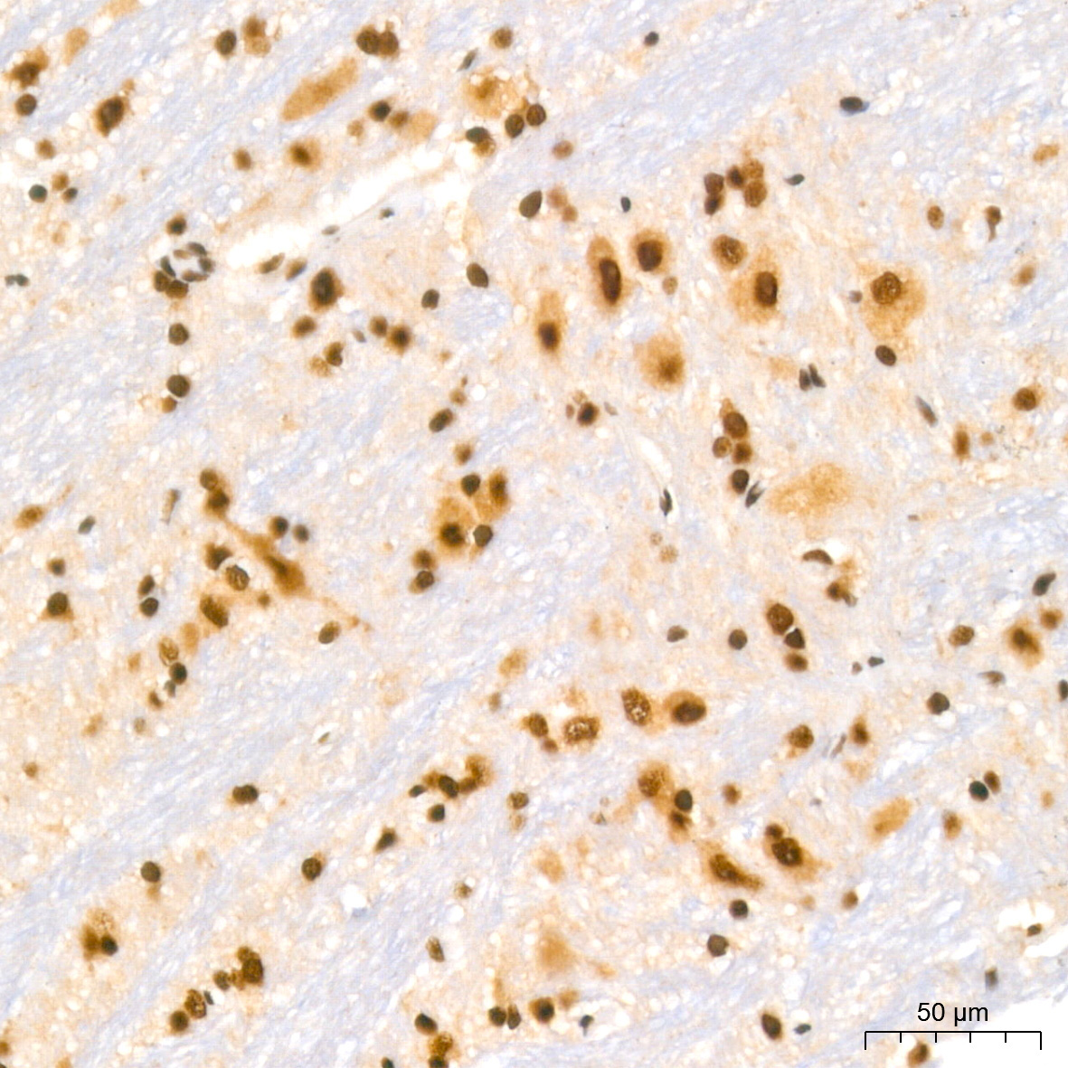 NUMA1 Rabbit Monoclonal Antibody - Image 11