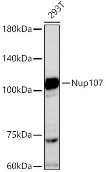 Nup107 Rabbit Monoclonal Antibody