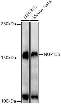 NUP155 Rabbit Monoclonal Antibody - Image 2