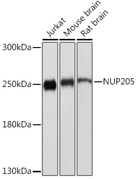 NUP205 Rabbit Polyclonal Antibody