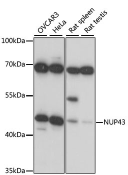 NUP43 Rabbit Polyclonal Antibody