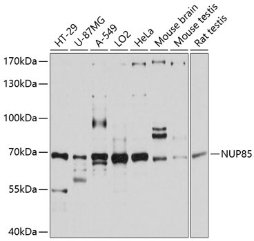 NUP85 Rabbit Polyclonal Antibody