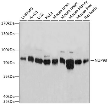 NUP93 Rabbit Polyclonal Antibody