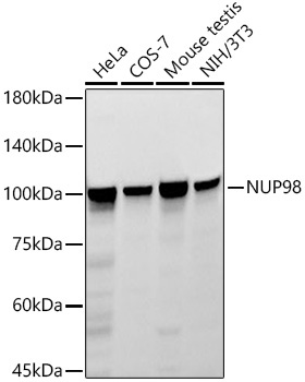NUP98 Rabbit Monoclonal Antibody