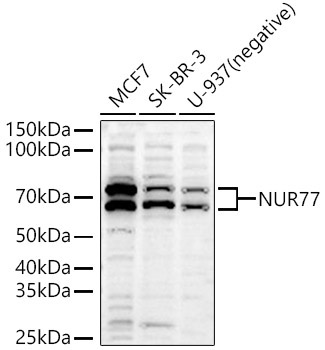 NUR77 Rabbit Polyclonal Antibody
