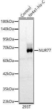 NUR77 Rabbit Polyclonal Antibody