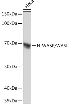 N-WASP/WASL Rabbit Monoclonal Antibody