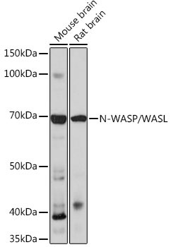 N-WASP/WASL Rabbit Monoclonal Antibody - Image 2