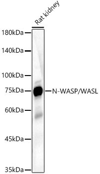 N-WASP/WASL Rabbit Polyclonal Antibody