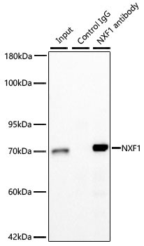 NXF1 Rabbit Monoclonal Antibody - Image 2