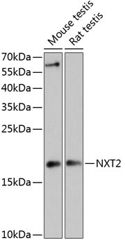 NXT2 Rabbit Polyclonal Antibody