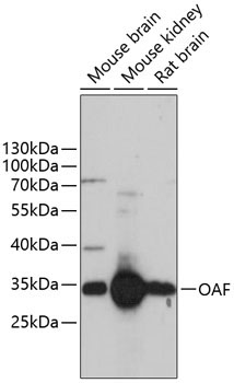 OAF Rabbit Polyclonal Antibody