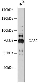 OAS2 Rabbit Polyclonal Antibody