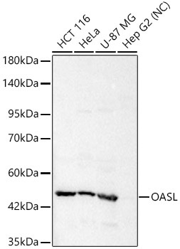 OASL Rabbit Polyclonal Antibody