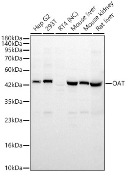 OAT Rabbit Polyclonal Antibody