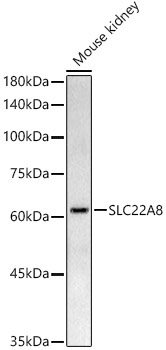 OAT3/SLC22A8 Rabbit Polyclonal Antibody