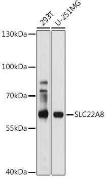 OAT3/SLC22A8 Rabbit Polyclonal Antibody
