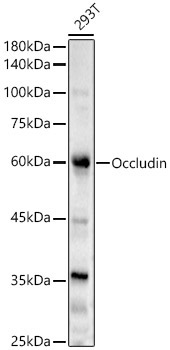 Occludin Rabbit Polyclonal Antibody