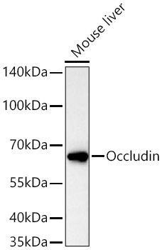 Occludin Rabbit Polyclonal Antibody