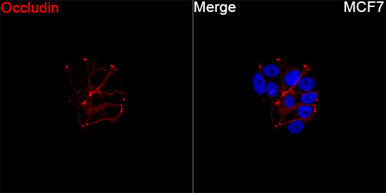 Occludin Rabbit Polyclonal Antibody - Image 3