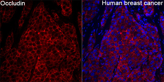 Occludin Rabbit Polyclonal Antibody - Image 4