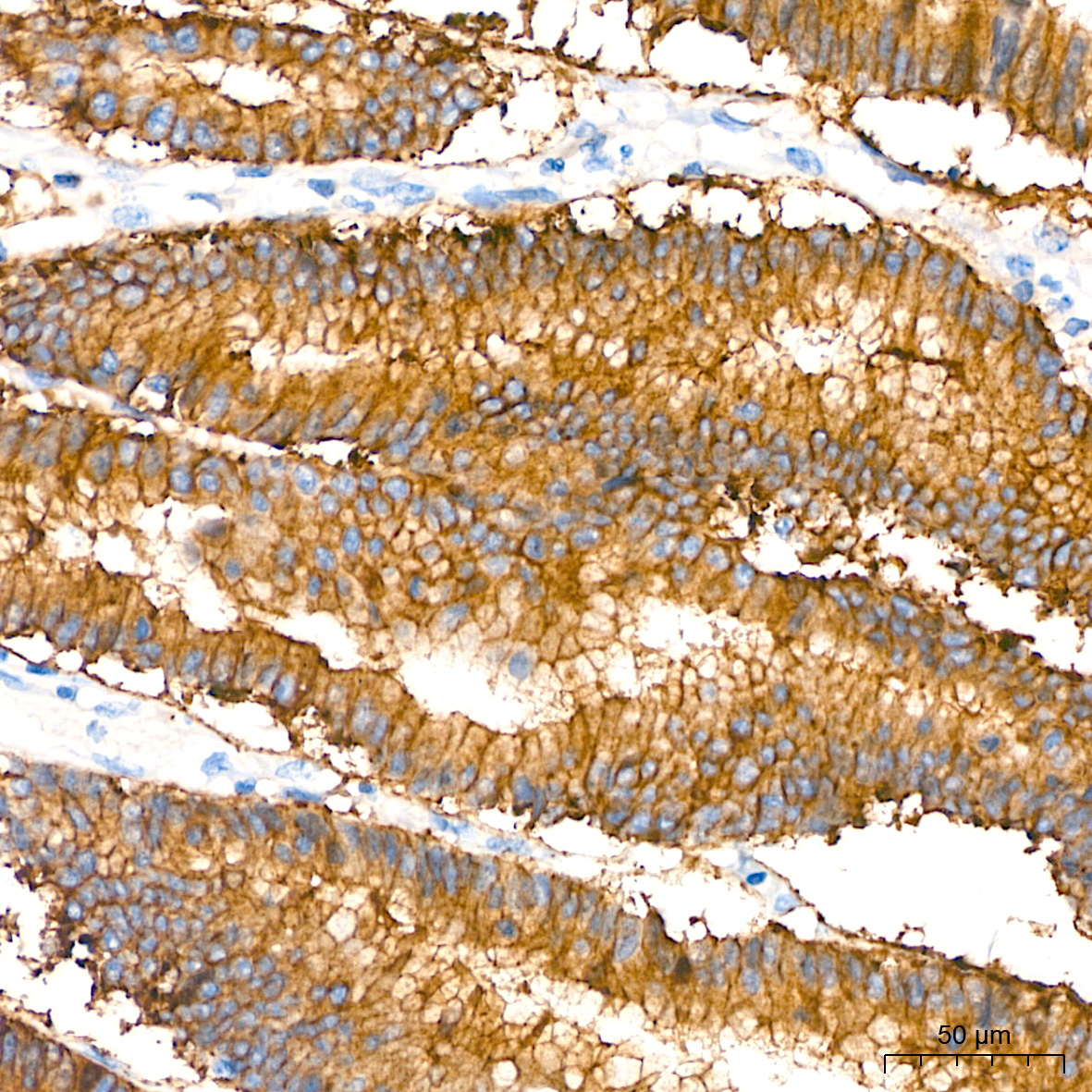 Occludin Rabbit Polyclonal Antibody - Image 6