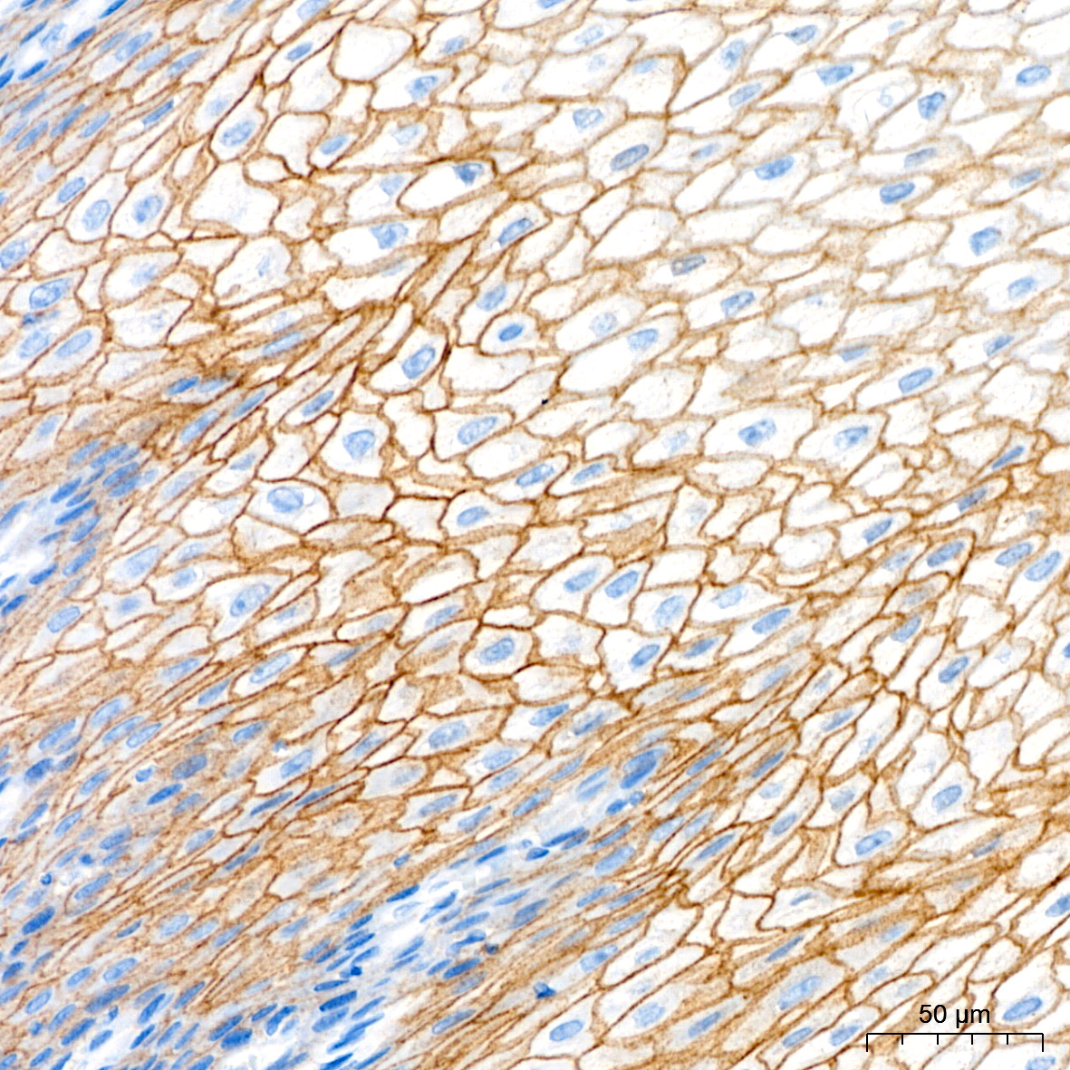 Occludin Rabbit Polyclonal Antibody - Image 7