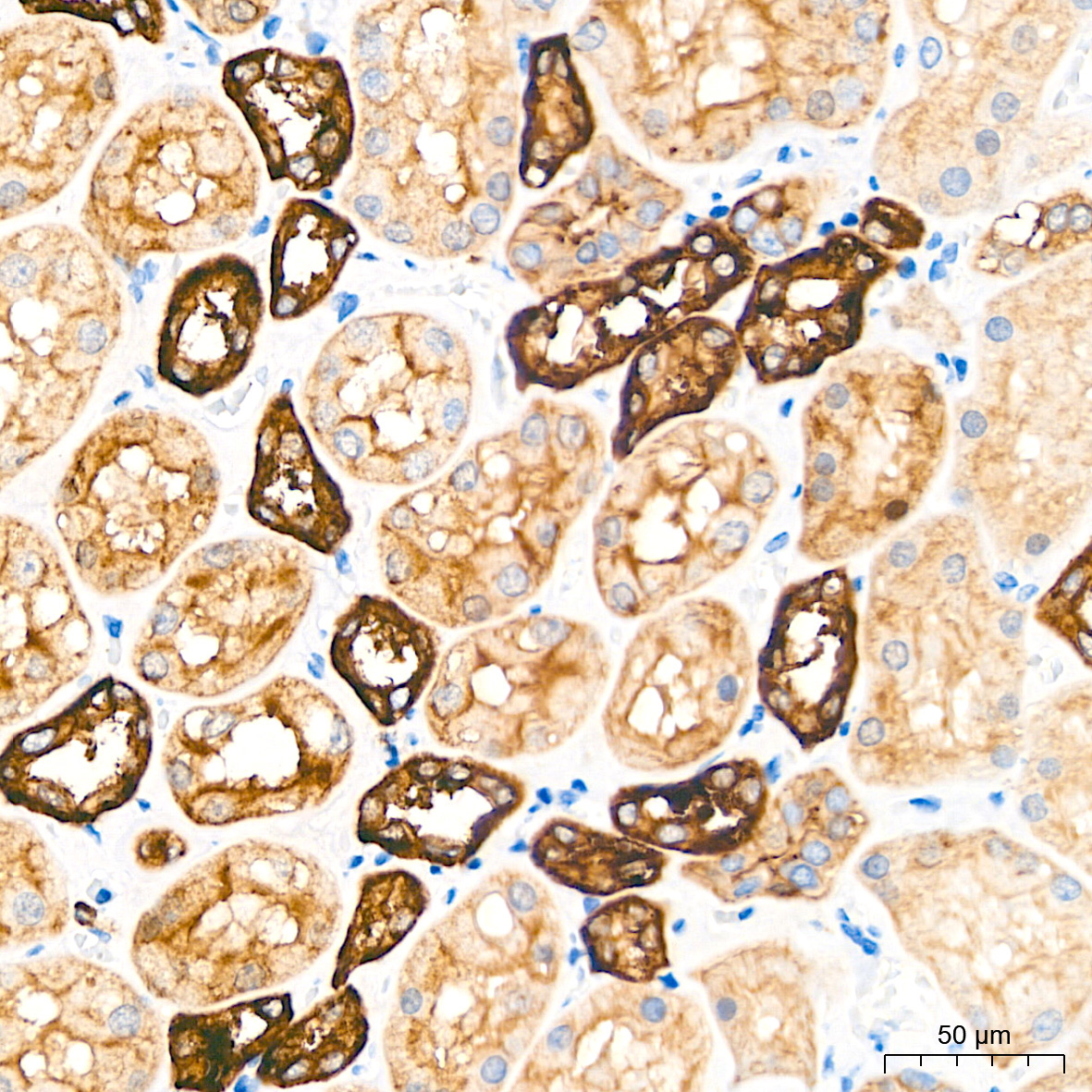 Occludin Rabbit Polyclonal Antibody - Image 8