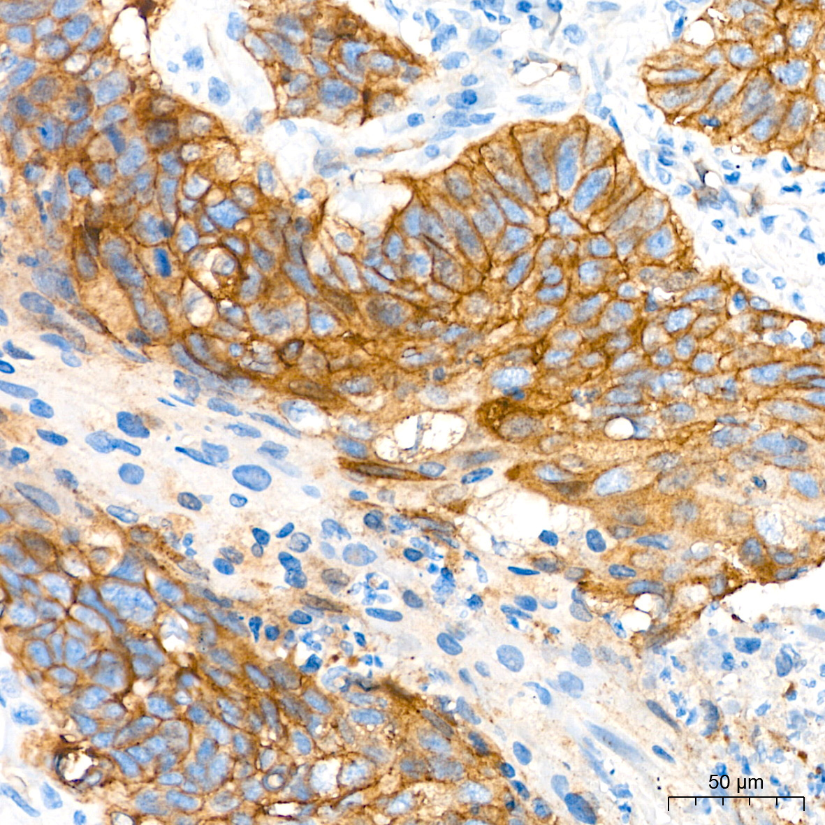 Occludin Rabbit Polyclonal Antibody - Image 9