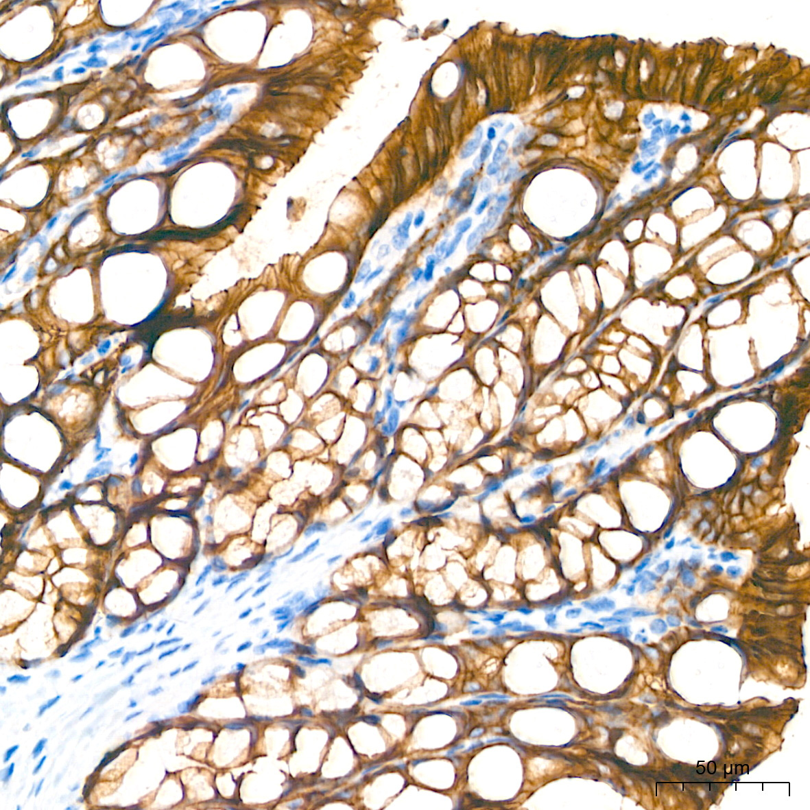 Occludin Rabbit Polyclonal Antibody - Image 10