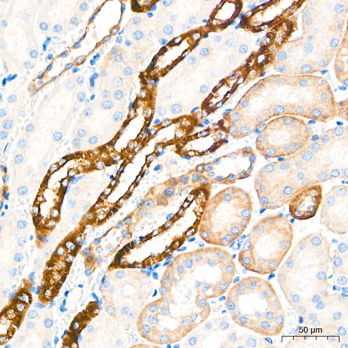 Occludin Rabbit Polyclonal Antibody - Image 11
