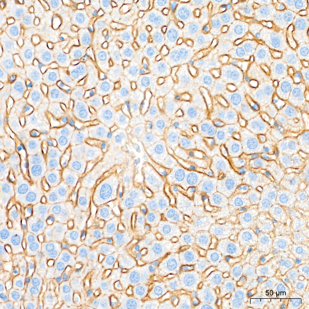 Occludin Rabbit Polyclonal Antibody - Image 12