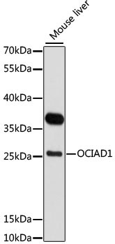 OCIAD1 Rabbit Polyclonal Antibody