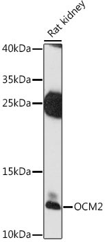 OCM2 Rabbit Polyclonal Antibody