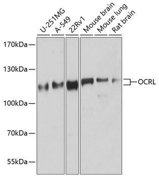 OCRL Rabbit Polyclonal Antibody