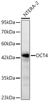 OCT4 Rabbit Polyclonal Antibody