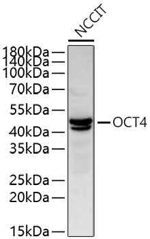 OCT4 Rabbit Polyclonal Antibody