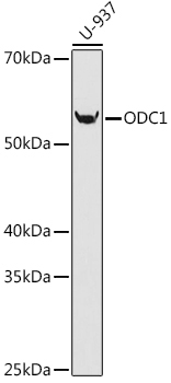 ODC1 Rabbit Monoclonal Antibody