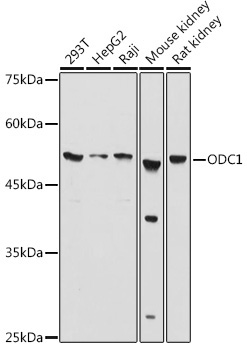 ODC1 Rabbit Polyclonal Antibody