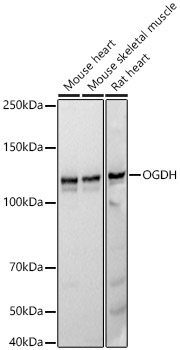 OGDH Rabbit Monoclonal Antibody - Image 2