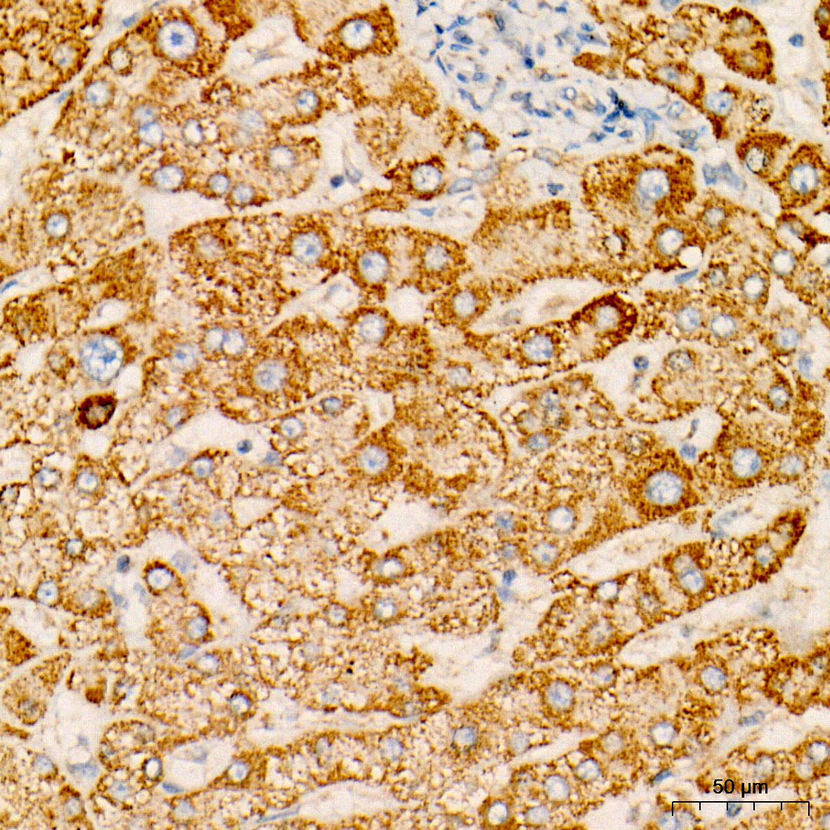 OGDH Rabbit Monoclonal Antibody - Image 3