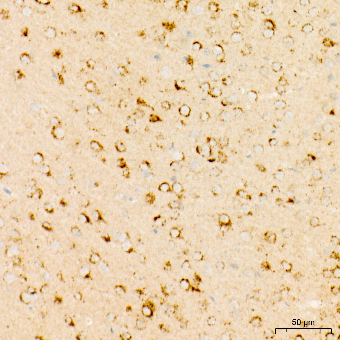 OGDH Rabbit Monoclonal Antibody - Image 5