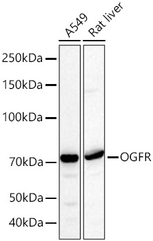 OGFR Rabbit Polyclonal Antibody